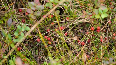 Cranberries red berries background nature. Selective focus. Cranberry with leaves,  rowing in the moss.