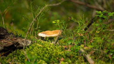 The Sickener (Russula emetica) fungi. Closeup. Big fresh single Russula mushroom.