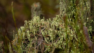 İngiliz asker liken (Cladonia cristatella). Çürüyen dallarda diğer kertenkele ve mantarlarla birlikte büyüyorlar. Rusya