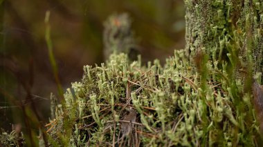 İngiliz asker liken (Cladonia cristatella). Çürüyen dallarda diğer kertenkele ve mantarlarla birlikte büyüyorlar. Rusya