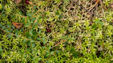 Beautiful green moss and lichen seamless close up, Selective focus, Moss texture, Moss abstract background.