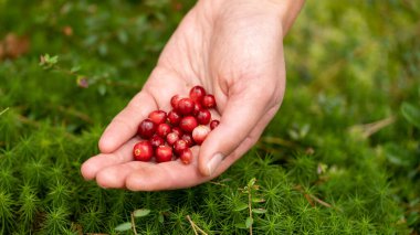 Ormanda meyve toplayan bir kız. Bir avuç dolusu (avuç dolusu) kırmızı kızılcık. Taze meyveler. İnsan yok. Sadece eller, avuçlar..