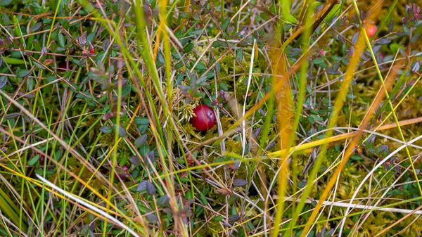 Wild Cranberries Ripening Ecologically Clean Environment Rowing Moss Autumn Harvesting — Photo