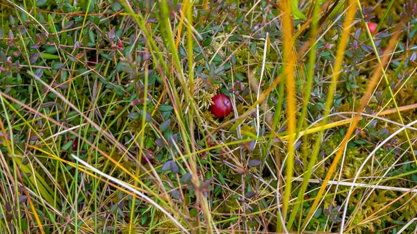 Wild Cranberries Ripening Ecologically Clean Environment Rowing Moss Autumn Harvesting — Photo