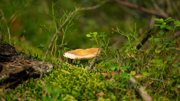 Sickener Russula Emetica Fungi Closeup Big Fresh Single Russula Mushroom — Photo