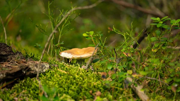 Sickener Russula Emetica Fungi Closeup Big Fresh Single Russula Mushroom — Photo