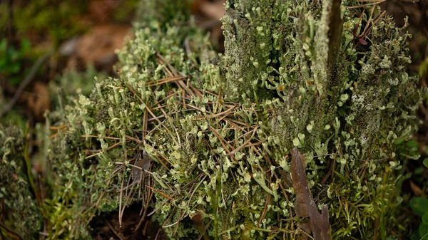 Liszaj Brytyjski Cladonia Cristatella Rośnie Gnijącej Gałęzi Innymi Porostami Grzybami — Zdjęcie stockowe