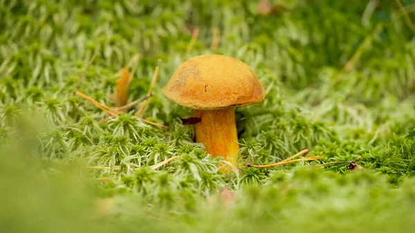 Xerocomellus Chrysenteron Boletus Chrysenteron Xerocomus Chrysenteron Edible Mushroom Mushroom Swamp — Photo