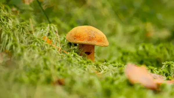 Xerocomellus Chrysenteron Boletus Chrysenteron Xerocomus Chrysenteron Edible Mushroom Mushroom Swamp — Photo