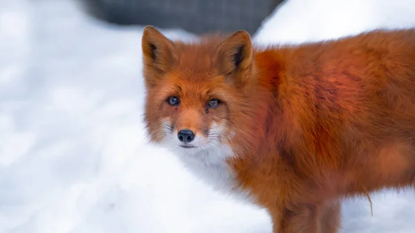 Rotfuchs Vulpes Vulpes Auf Dem Winterwald Mit Weißem Schnee Und — Stockfoto