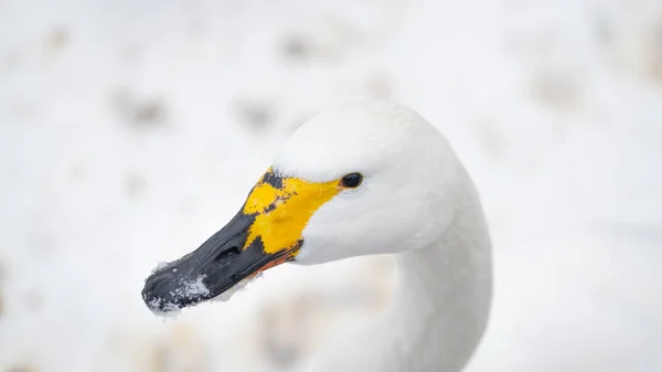 Ritratto Cigno Cygnus Cygnus Uccello Sfondo Neve Inverno Chiudete Uccello — Foto Stock