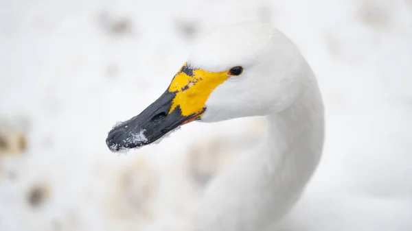 Portrét Slovanského Ptáka Cygnus Cygnus Sníh Zimě Pozadí Zavřít Pták — Stock fotografie