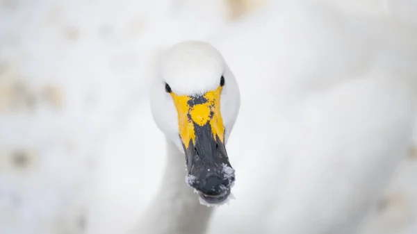 Portrét Slovanského Ptáka Cygnus Cygnus Sníh Zimě Pozadí Zavřít Pták — Stock fotografie