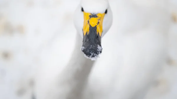 Portrait Cygne Siffleur Cygnus Cygnus Oiseau Fond Hiver Neige Ferme — Photo