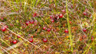 Bataklıktaki yosunlarda yabanmersini yetişiyor. Doğal arka plan. Yeşil yaprakların üzerinde parlak kırmızı böğürtlen, yerde yosun dallarında yetişir..
