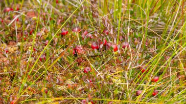 Bataklıktaki yosunlarda yabanmersini yetişiyor. Doğal arka plan. Yeşil yaprakların üzerinde parlak kırmızı böğürtlen, yerde yosun dallarında yetişir..