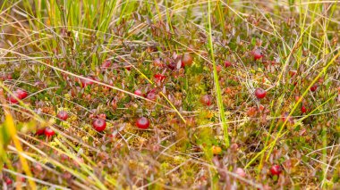 Bataklıktaki yosunlarda yabanmersini yetişiyor. Doğal arka plan. Yeşil yaprakların üzerinde parlak kırmızı böğürtlen, yerde yosun dallarında yetişir..