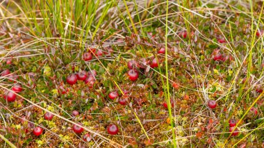 Bataklıktaki yosunlarda yabanmersini yetişiyor. Doğal arka plan. Yeşil yaprakların üzerinde parlak kırmızı böğürtlen, yerde yosun dallarında yetişir..