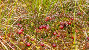 Bataklıktaki yosunlarda yabanmersini yetişiyor. Doğal arka plan. Yeşil yaprakların üzerinde parlak kırmızı böğürtlen, yerde yosun dallarında yetişir..