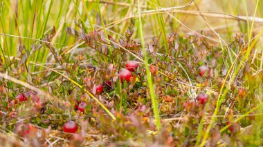 Bataklıktaki yosunlarda yabanmersini yetişiyor. Doğal arka plan. Yeşil yaprakların üzerinde parlak kırmızı böğürtlen, yerde yosun dallarında yetişir..