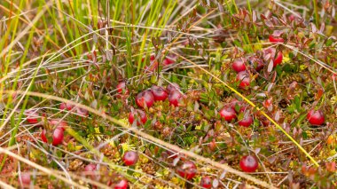 Bataklıktaki yosunlarda yabanmersini yetişiyor. Doğal arka plan. Yeşil yaprakların üzerinde parlak kırmızı böğürtlen, yerde yosun dallarında yetişir..