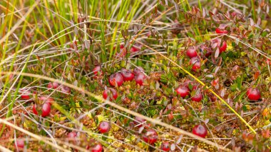 Bataklıktaki yosunlarda yabanmersini yetişiyor. Doğal arka plan. Yeşil yaprakların üzerinde parlak kırmızı böğürtlen, yerde yosun dallarında yetişir..
