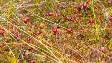 Bataklıktaki yosunlarda yabanmersini yetişiyor. Doğal arka plan. Yeşil yaprakların üzerinde parlak kırmızı böğürtlen, yerde yosun dallarında yetişir..