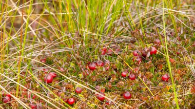 Bataklıktaki yosunlarda yabanmersini yetişiyor. Doğal arka plan. Yeşil yaprakların üzerinde parlak kırmızı böğürtlen, yerde yosun dallarında yetişir..