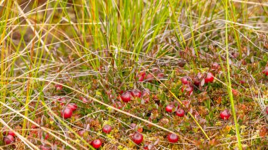 Bataklıktaki yosunlarda yabanmersini yetişiyor. Doğal arka plan. Yeşil yaprakların üzerinde parlak kırmızı böğürtlen, yerde yosun dallarında yetişir..