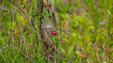 Ormanda yetişen vahşi kraniyer. Tek dut. Doğal arka plan. Yeşil yapraklı parlak kırmızı berriey. Düşük açı Görünümü.