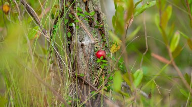 Ormanda yetişen vahşi kraniyer. Tek dut. Doğal arka plan. Yeşil yapraklı parlak kırmızı berriey. Düşük açı Görünümü.