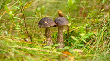 İki güzel boletus edulis (kral bolete) mantarı. Orman çimlerinde yetişiyor. Düşük açı. Orman yenilebilir mantarlar