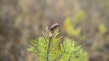 Yeşil çam ağacından yapılmış yakın plan bir makro fotoğrafta ölü Avrupa tırtıl böceği..