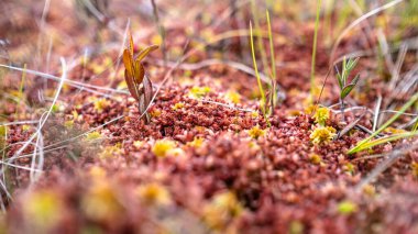 Rus bataklığında kırmızı yosun. Düşük açılı makro fotoğraf..
