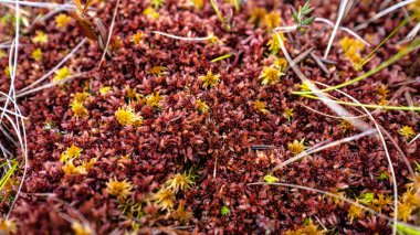 Rus bataklığında kırmızı yosun. Düşük açılı makro fotoğraf..