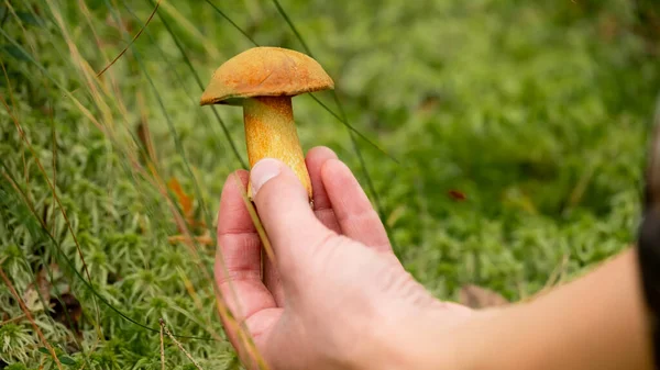Xerocomellus Chrysenteron Naisten Kädet Pitävät Sientä Taustalla Sammalta — kuvapankkivalokuva