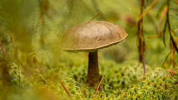 Kaunis Boletus Edulis Kuningas Bolete Sieni Kasvatan Vihreää Sammalta Matala — kuvapankkivalokuva