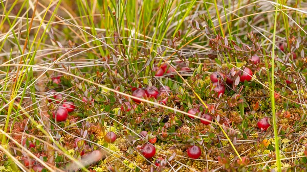 Canneberges Sauvages Poussant Dans Mousse Sur Marais Contexte Naturel Les — Photo