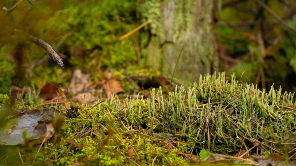 Britische Soldatenflechte Cladonia Cristatella Wachsen Auf Morschem Ast Mit Anderen — Stockfoto