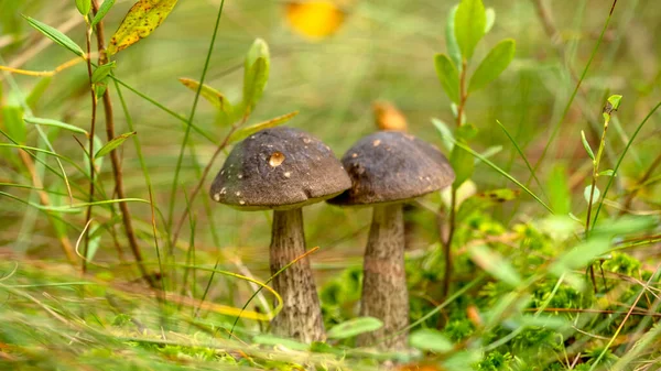Kaksi Kaunista Boletus Edulis Kuningas Bolete Sieni Metsässä Kasvaa Ruohoa — kuvapankkivalokuva