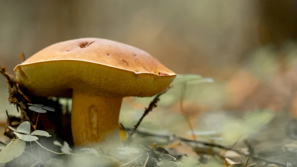 Champignon Xerocomellus Chrysenteron Boletus Chrysenteron Xerocomus Chrysenteron Champignon Comestible Dans — Photo