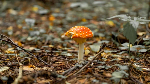 Fly Agaric Nurmikolla Metsässä Lentää Amanita Amanita Muscaria Sulje Matala — kuvapankkivalokuva