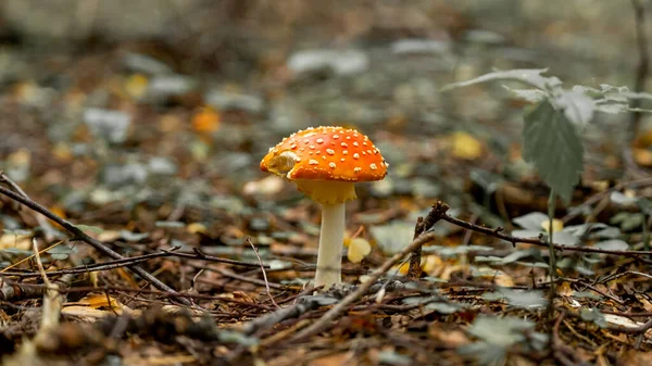 Mouche Agaric Dans Herbe Sur Une Forêt Mouche Amanita Amanita — Photo