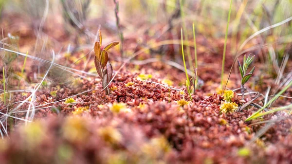 Red Moss Russian Swamp Low Angle View Macro Photo — Stock Photo, Image