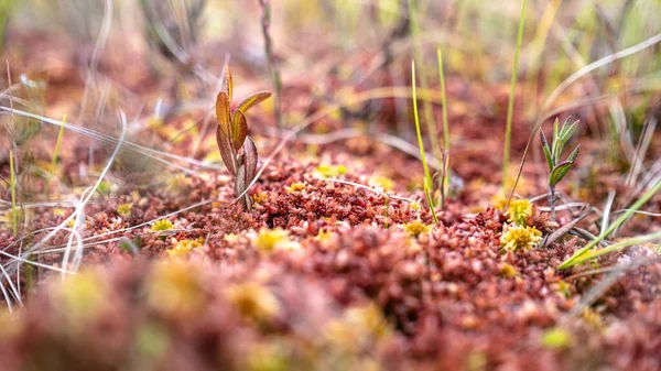 Mousse Rouge Dans Marais Russe Vue Angle Bas Macro Photo — Photo