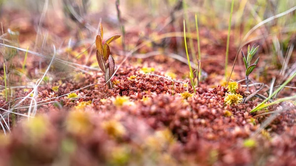 Mousse Rouge Dans Marais Russe Vue Angle Bas Macro Photo — Photo