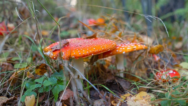 Terbang Agaric Rumput Hutan Fly Amanita Amanita Muscaria Tutup Pandangan — Stok Foto