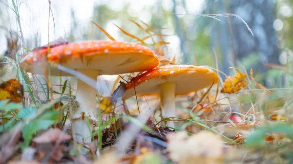 Mouche Agaric Dans Herbe Sur Une Forêt Mouche Amanita Amanita — Photo