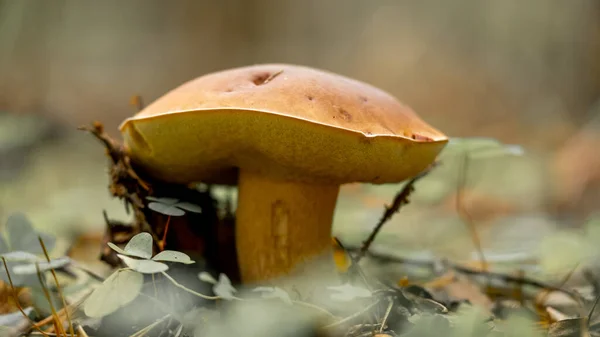 Grzyb Kserokomórkowy Boletus Chrysenteron Lub Xerocomus Chrysenteron Grzyb Jadalny Lesie Zdjęcie Stockowe