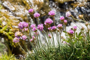 Armerie marine sur la Cote d 'Opale - Equihen-plage - Pas-de-Calais